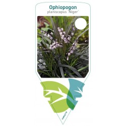 Ophiopogon planiscapus...
