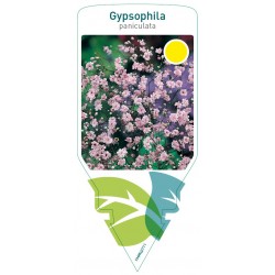 Gypsophila paniculata pink...