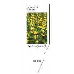 Lysimachia punctata FLSK0200