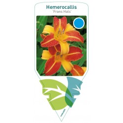 Hemerocallis 'Frans Hals'...