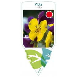Viola tricolor FMPRL0784
