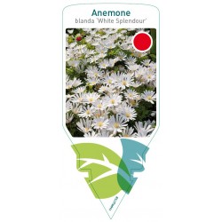 Anemone blanda 'White...
