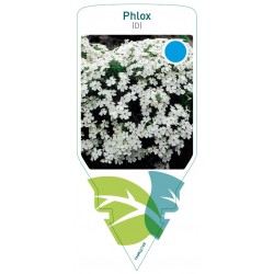 Phlox (D) white FMPRL0749