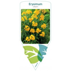 Erysimum cheiri yellow...