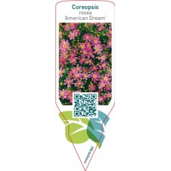 Coreopsis rosea 'American...