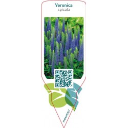 Veronica spicata blue...