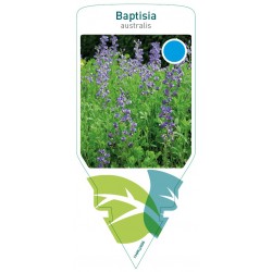Baptisia australis FMPRL0696