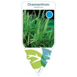 Chasmanthium latifolium...