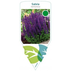 Salvia nemorosa FMPRL0684