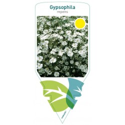 Gypsophila repens white...