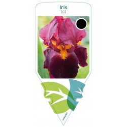 Iris (G) red FMPRL0925