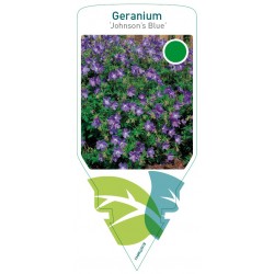 Geranium 'Johnson's Blue'...