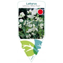 Lathyrus latifolius 'White...