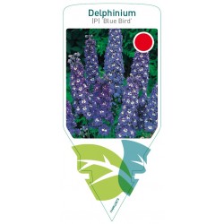 Delphinium (P) 'Blue Bird'...