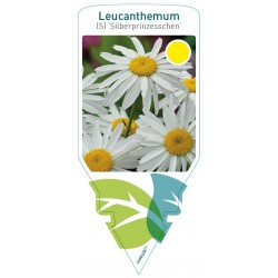 Leucanthemum (S)...