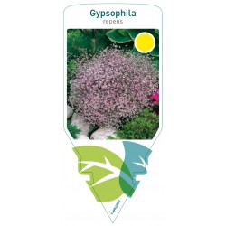 Gypsophila repens pink...