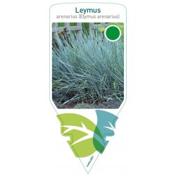 Leymus arenarius (Elymus...