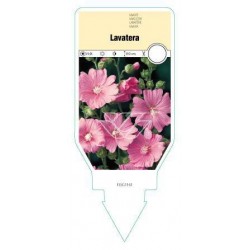 Lavatera (roze) FLSG1161