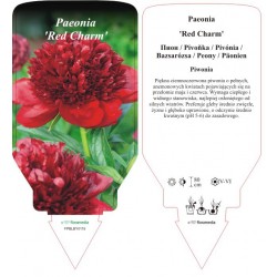 Paeonia 'Red Charm' FPBLBY0115
