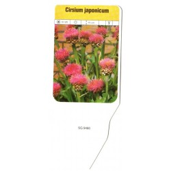 Cirsium japonicum FLSG9480