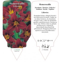 Hemerocallis FPBLBY0154