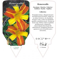 Hemerocallis FPBLBY0158