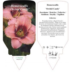 Hemerocallis 'Orchid Candy'...