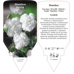 Dianthus FPBLBY0184