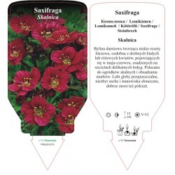 Saxifraga FPBLBY0275