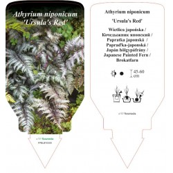 Athyrium niponicum...