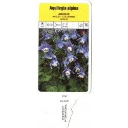 Aquilegia alpina LECLIP2210