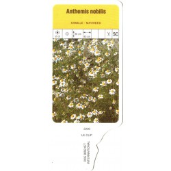 Anthemis nobilis LECLIP2200