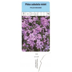 Phlox (S) (liliowy) LECLIP1505