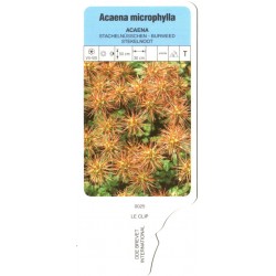 Acaena microphylla LECLIP0025