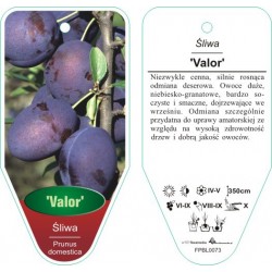 Prunus domestica 'Valor'...