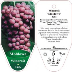 Vitis 'Mołdowa' FPBL0647