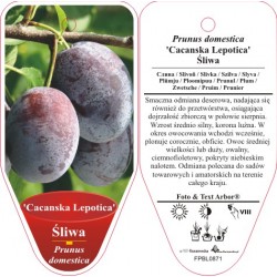 Prunus domestica 'Cacanska...
