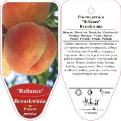 Prunus persica 'Reliance'...