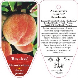 Prunus persica 'Royalvee'...
