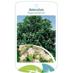 Aesculus hippocastanum...