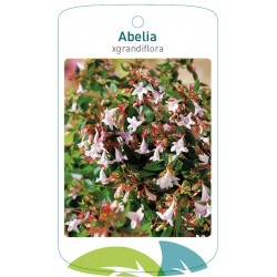 Abelia xgrandiflora FMTLL1038