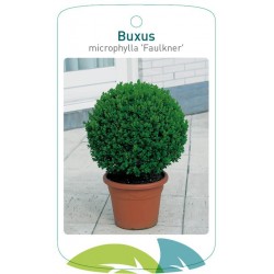 Buxus microphylla...