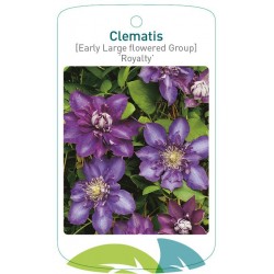 Clematis 'Royalty' FMTLL0965