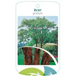 Acer griseum FMTLL1861