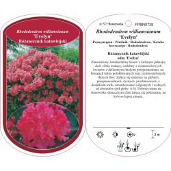 Rhododendron williamsianum...