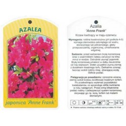 Azalea japonica 'Anne...