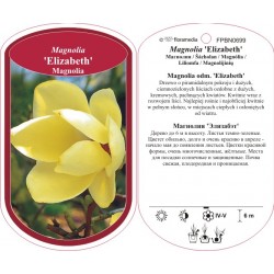 Magnolia 'Elizabeth'' FPBN0699