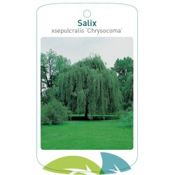 Salix xsepulcralis...