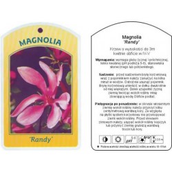 Magnolia 'Randy' INFL0086