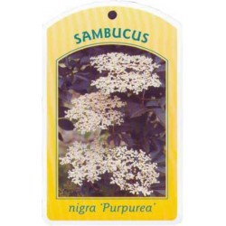 Sambucus nigra 'Purpurea'...